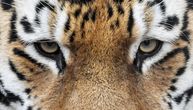 Šta znači sanjati tigra: Ova veličanstvena životinja je nekome snaga, nekome strah