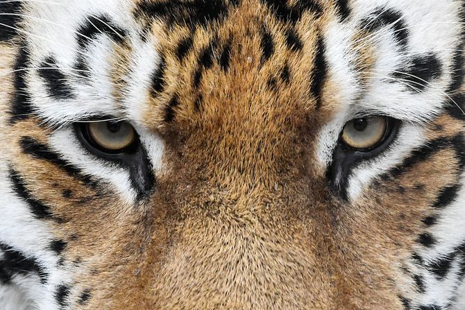 Tigar mačka divlja životinja Tigar mačka divlja životinja