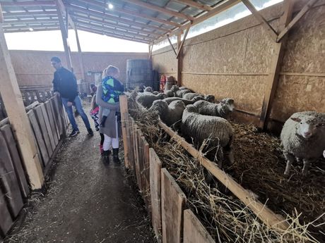 Knic, farma francuskih ovaca Rasa il de Frans Knic, farma francuskih ovaca Rasa il de Frans