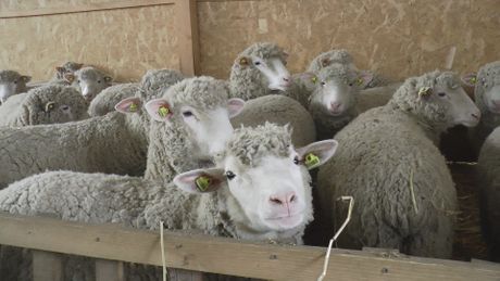 Knic, farma francuskih ovaca Rasa il de Frans Knic, farma francuskih ovaca Rasa il de Frans