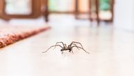 8 trikova kako ovog leta da držite paukove podalje od vašeg doma