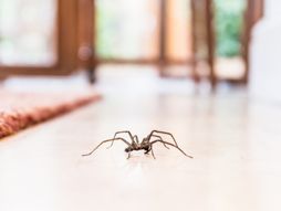Pauk u kući