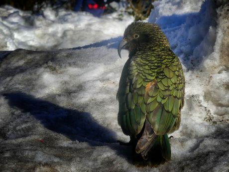 kea