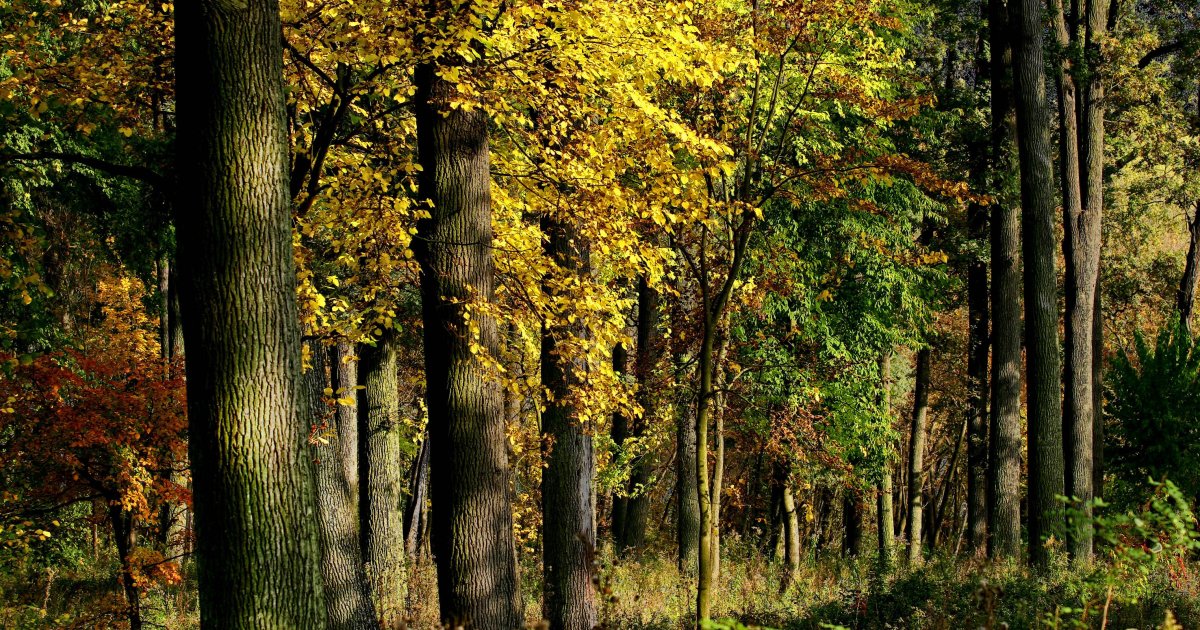 Biljke gube vodu brže nego što mislimo – i to bi moglo ubrzati klimatske promene