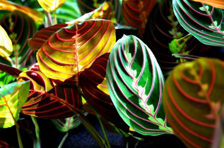 Maranta, cvet