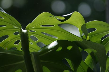 Monstera, cvet Monstera, cvet