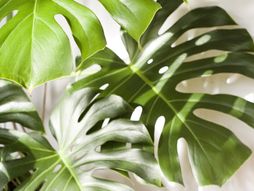 Monstera, cvet