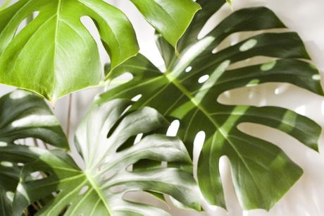 Monstera, cvet Monstera, cvet