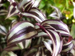 Tradescantia zebrina, cvet
