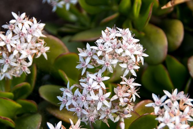 Krasula Krasula