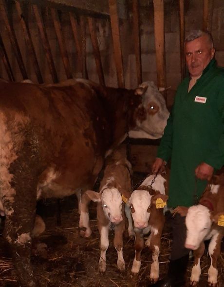 Krava Đetulja Krava Đetulja