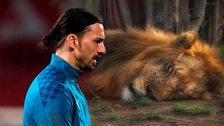 Zlatan Ibrahimović, lav