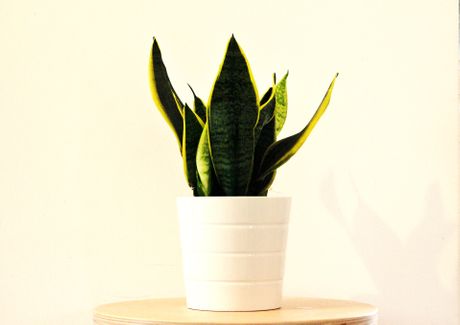 Sanseveria, sanseverija