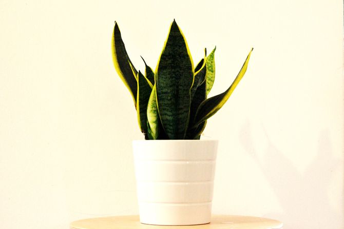 Sanseveria, sanseverija