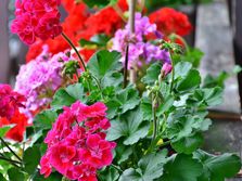 muškatla, muškatle