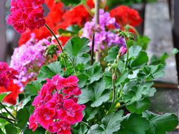 muškatla, muškatle