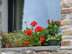 muškatla, muškatle