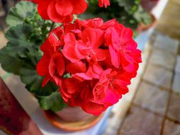 muškatla, muškatle