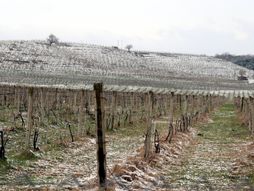 POMORAVLJE MRAZ VOCE