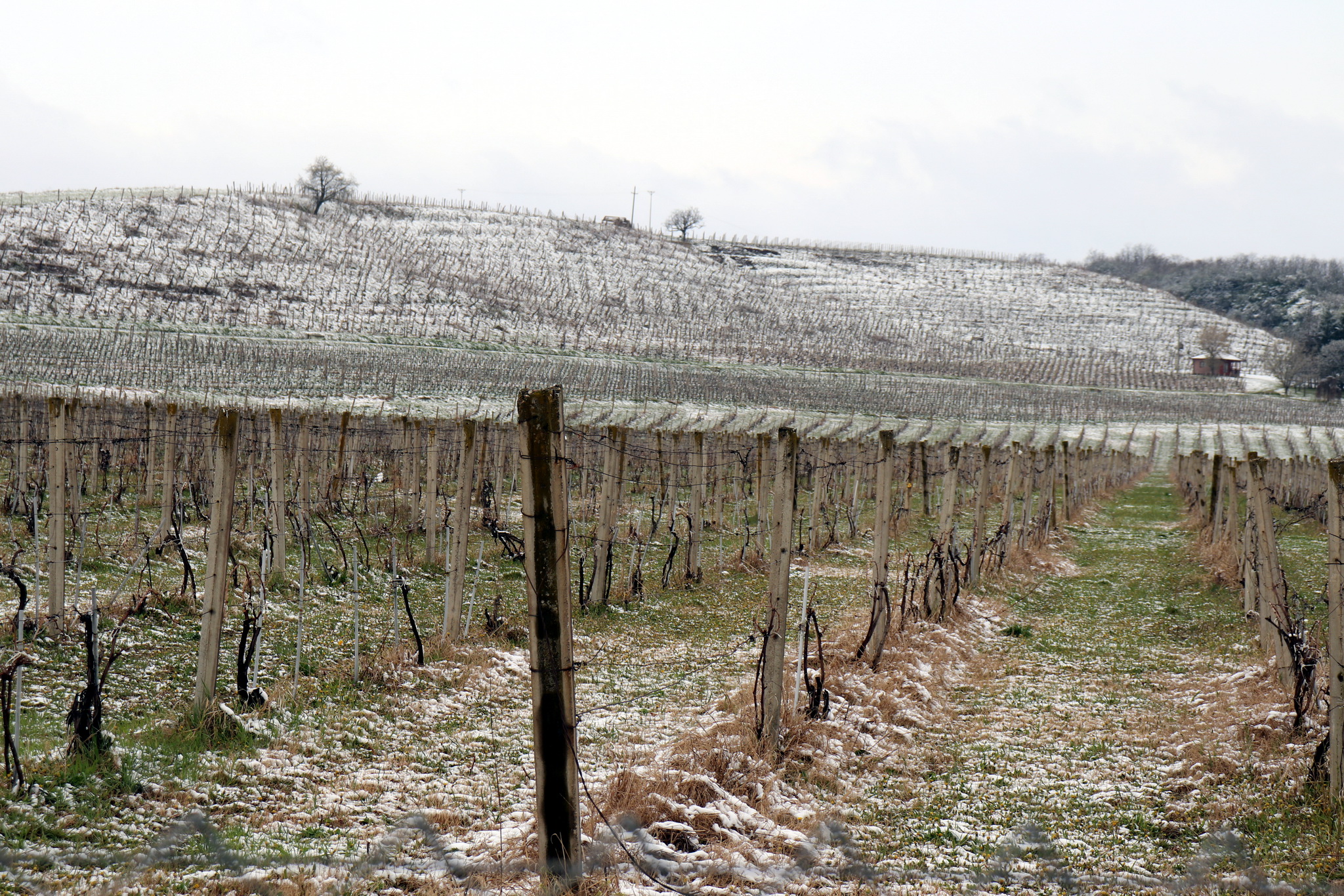 Kako sačuvati voćnjake od prolećnog mraza? Postoji samo jedan način da zaštitite stabla, evo kako