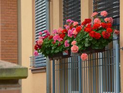 Balkonsko cveće, Pelargonija