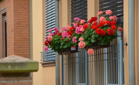 Balkonsko cveće, Pelargonija