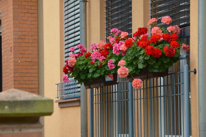 Balkonsko cveće, Pelargonija