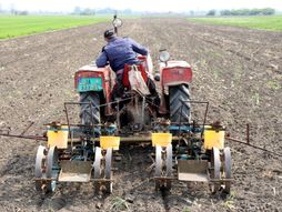  JAGODINA KUKURUZ SETVA