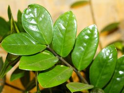 Biljke, cveće, sobno cveće, zamija