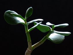 Biljke, cveće, sobno cveće, krasula, drvo novca