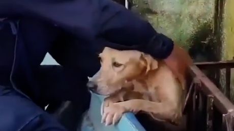Spašena kuca