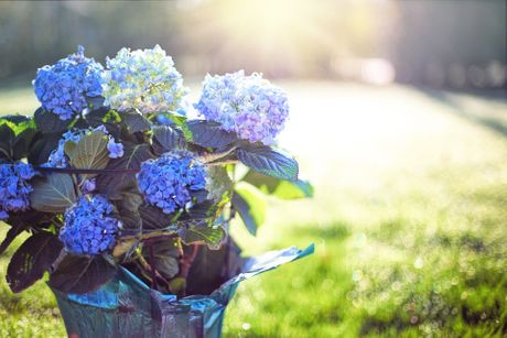 Hortenzije, cveće, cvet, bašta, baštensko cveće Hortenzije, cveće, cvet, bašta, baštensko cveće