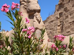 Izlet u Luksor, Egipat