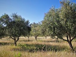 Maslina, drvo masline