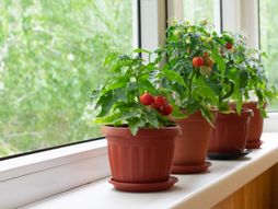 Paradajz čeri prozor stan kuća biljka povrće