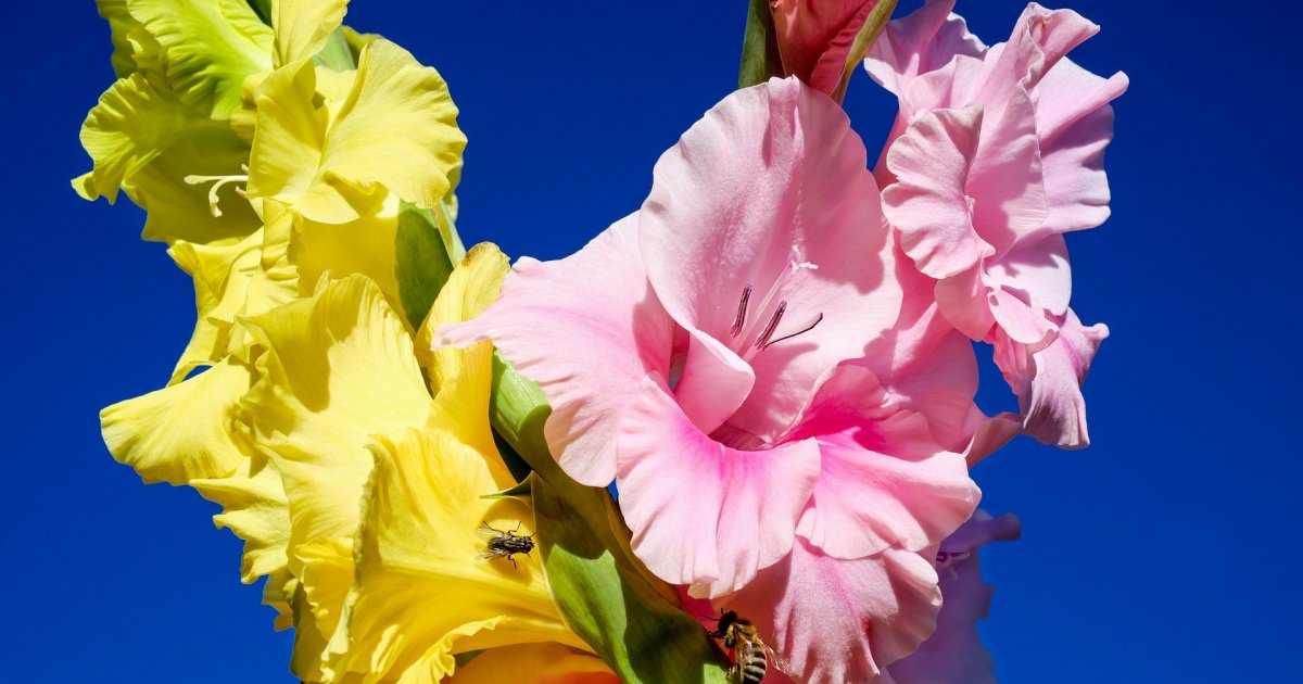 Sada Je Pravo Vreme Za Sadnju Gladiola Saveti Za Pravilnu Negu Pomoću