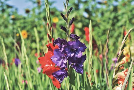 Gladiole, gladiola, cveće Gladiole, gladiola, cveće