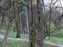 JAGODINA SUME SUSENJE