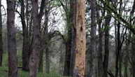 Pokrajinska inspekcija za zaštitu životne sredine izvršila nadzor u vezi seče drveća na području Kameničke ade