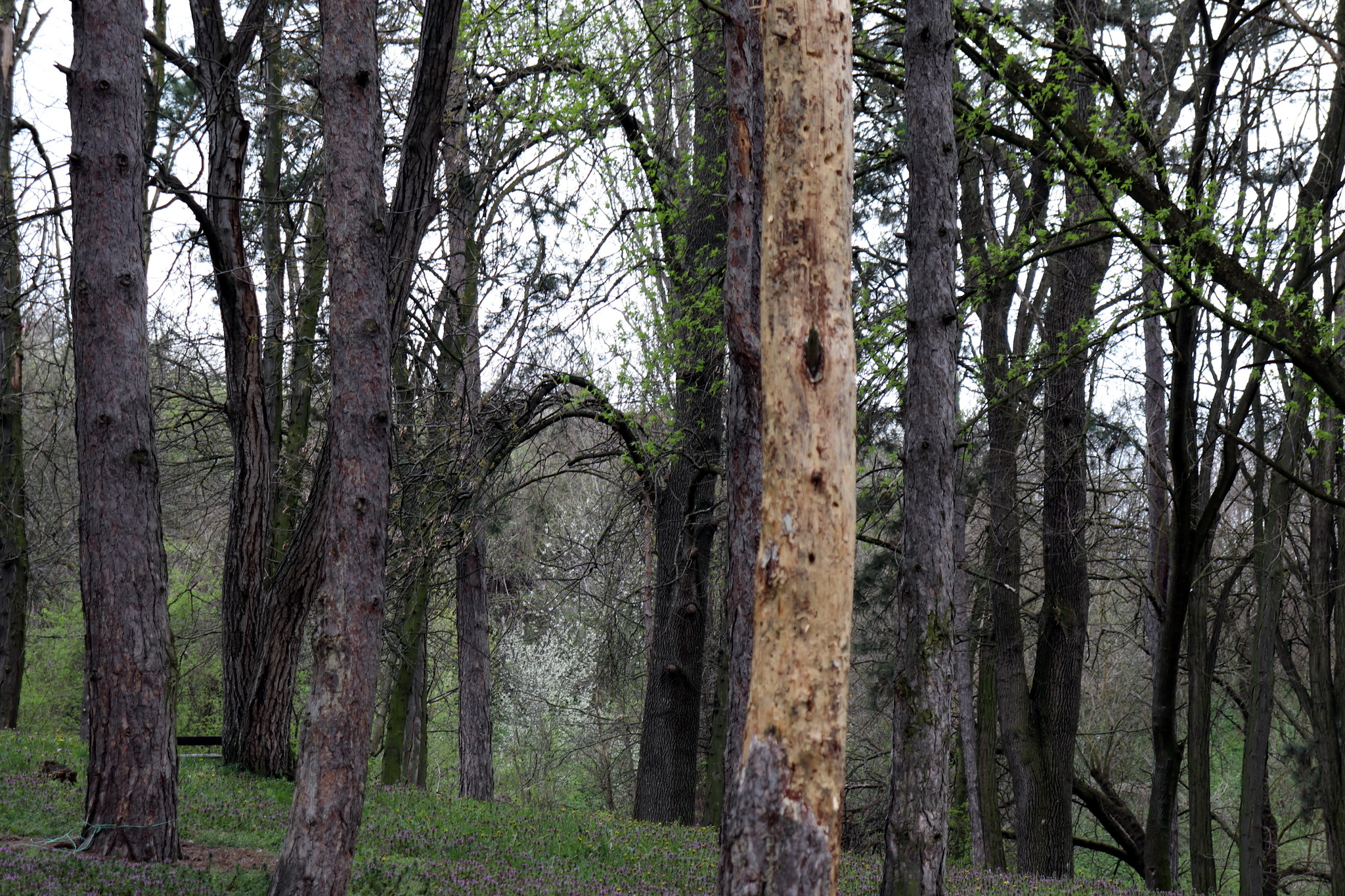 Opasan gmizavac pronađen u srcu Evrope: Ubrzano se razmnožavaju, imaju opasan ugriz, nazivaju ih "UBICAMA"