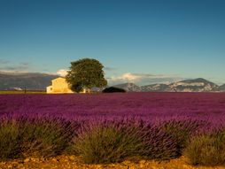 Lavanda u Provansi, Francuska