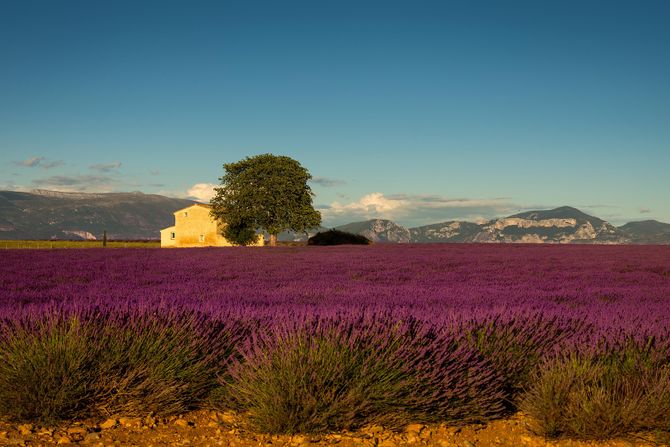 Lavanda u Provansi, Francuska