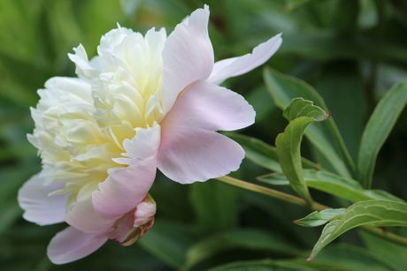 Božur, božuri, cveće