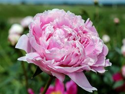 Božur, božuri, cveće