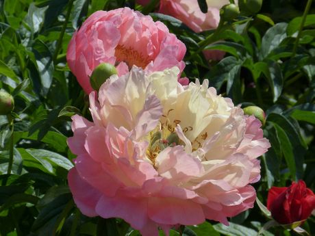 Božur, božuri, cveće