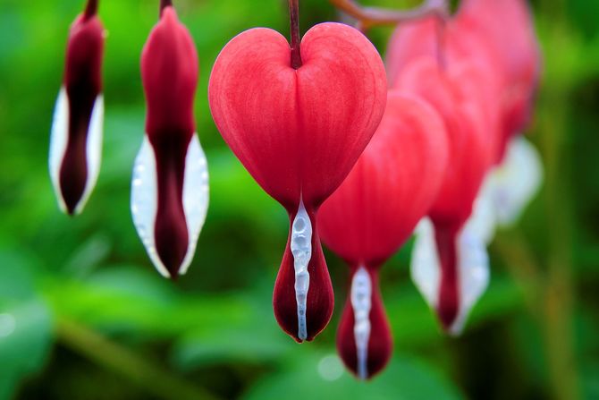 Devojačko srce, dicentra, cvet, cveće Devojačko srce, dicentra, cvet, cveće