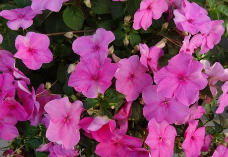 Lepi jova, dicentra, cvet, cveće Lepi jova, dicentra, cvet, cveće