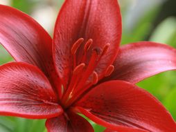 Tigrasti ljiljan, dicentra, cvet, cveće