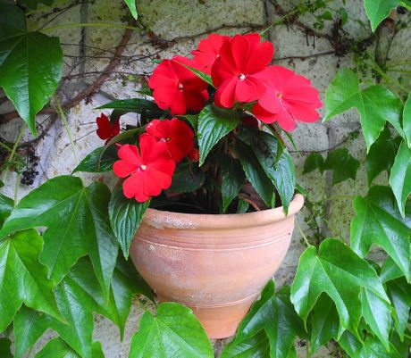 Lepi jova, dicentra, cvet, cveće Lepi jova, dicentra, cvet, cveće