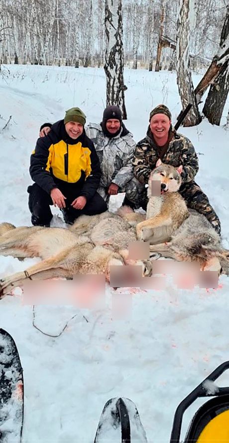 Putinov pristalica, vuk, iživljavanje Putinov pristalica, vuk, iživljavanje